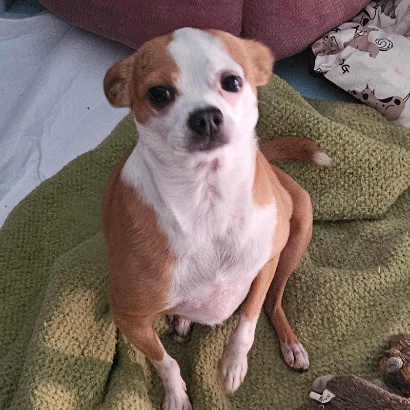 An adult small-sized male Red / Chestnut / Orange Chihuahua dog named Tiny for adoption in Andover, MA