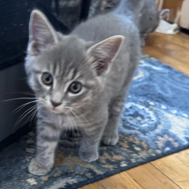 A baby small-sized male Gray / Blue / Silver Domestic Short Hair cat named Chandler for adoption in Pittsburgh, PA