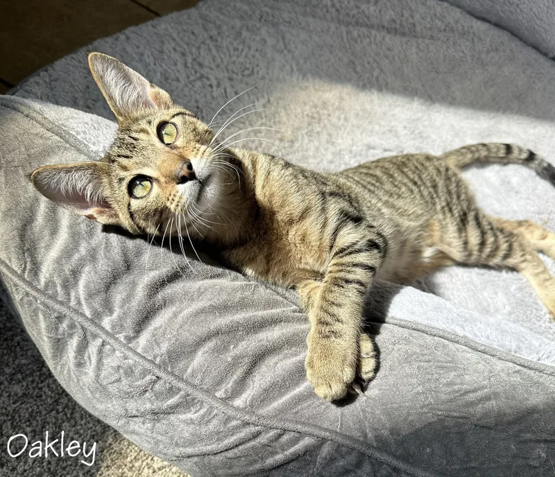 A baby small-sized male Tabby (Buff / Tan / Fawn) Domestic Short Hair cat named Oakley for adoption in Mankato, MN