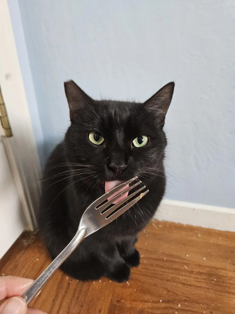 A young small-sized female Domestic Short Hair cat named Moon for adoption in Walnut Creek, CA