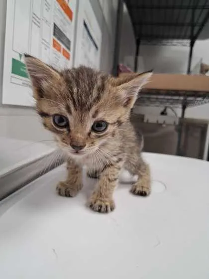 A baby small-sized male Domestic Short Hair cat named Tumble for adoption in Sevierville, TN