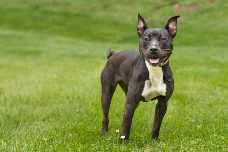 A young medium-sized female Bicolor American Bully dog named Alani for adoption in Silver Spring, MD