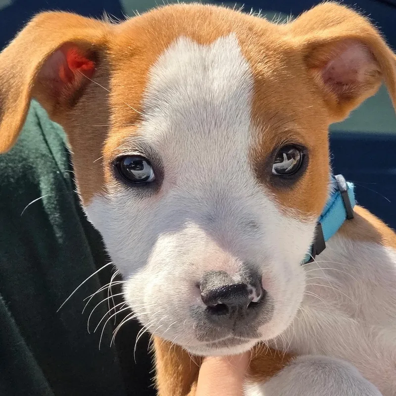 A baby medium-sized male White / Cream Pit Bull Terrier dog named Dodger for adoption in Dallas, TX