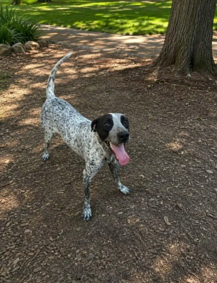 An adult medium-sized female Australian Cattle Dog / Blue Heeler dog named Irene for adoption in Winter haven, FL