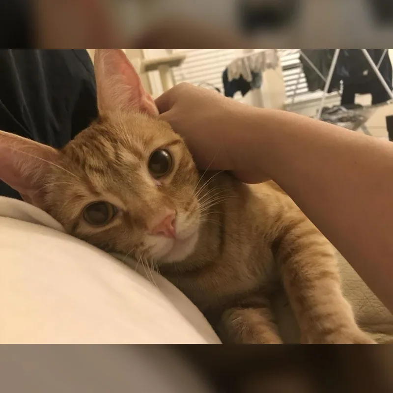 Soongnyang thumbnail 4