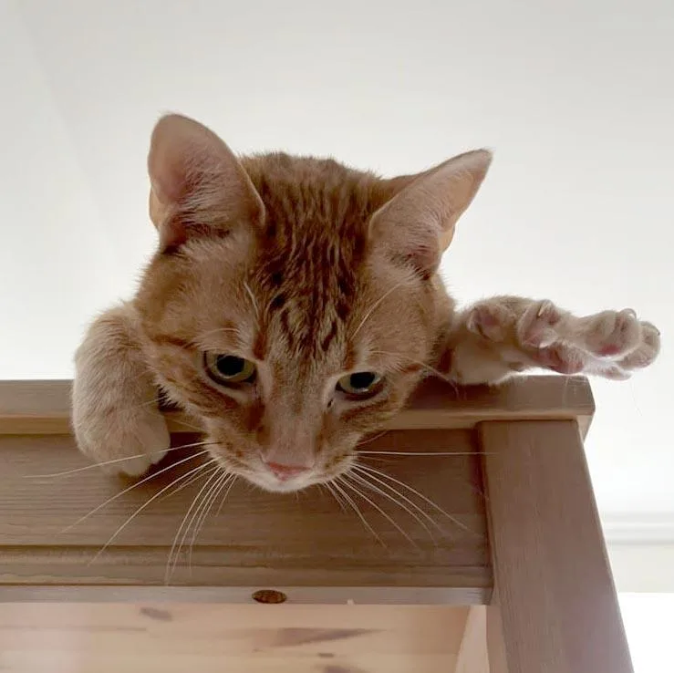 Soongnyang thumbnail 6