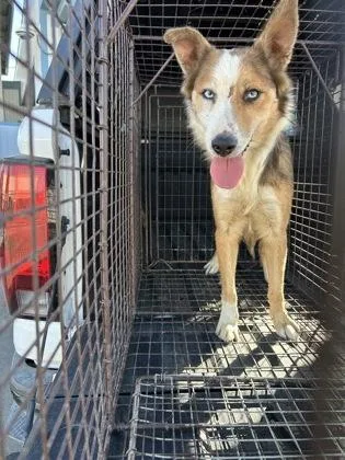 A young medium-sized female Australian Shepherd dog named Cleo for adoption in Fresno, CA