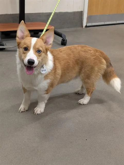 A young small-sized male Cardigan Welsh Corgi dog named Chappee for adoption in Upper Marlboro, MD