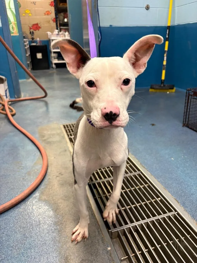 A baby medium-sized female Mixed Breed dog named Willow for adoption in Effingham, SC