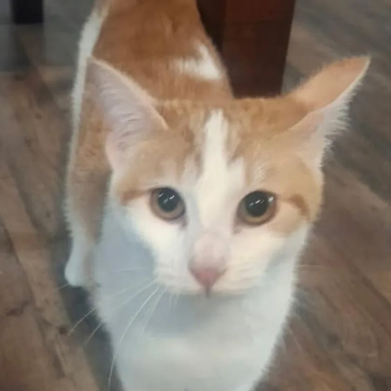 A baby medium-sized female Orange / Red Domestic Short Hair cat named Polly for adoption in Warrensburg, MO