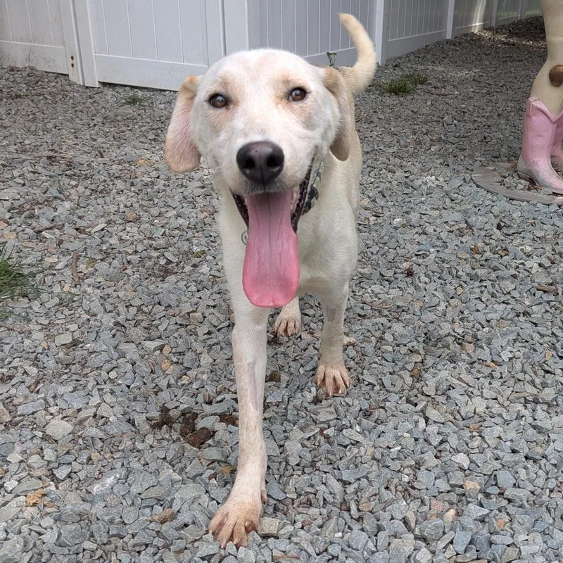 An adult medium-sized male Yellow / Tan / Blond / Fawn Labrador Retriever dog named Sprocket for adoption in Wake Forest, NC