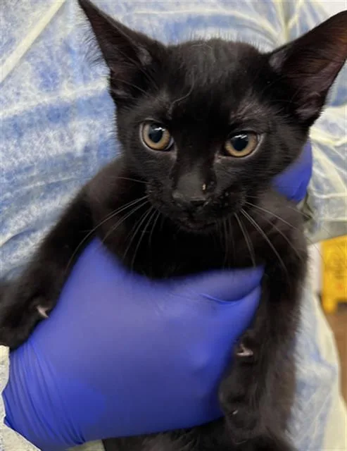 A baby medium-sized male Domestic Short Hair cat named Bentley for adoption in Dallas, TX