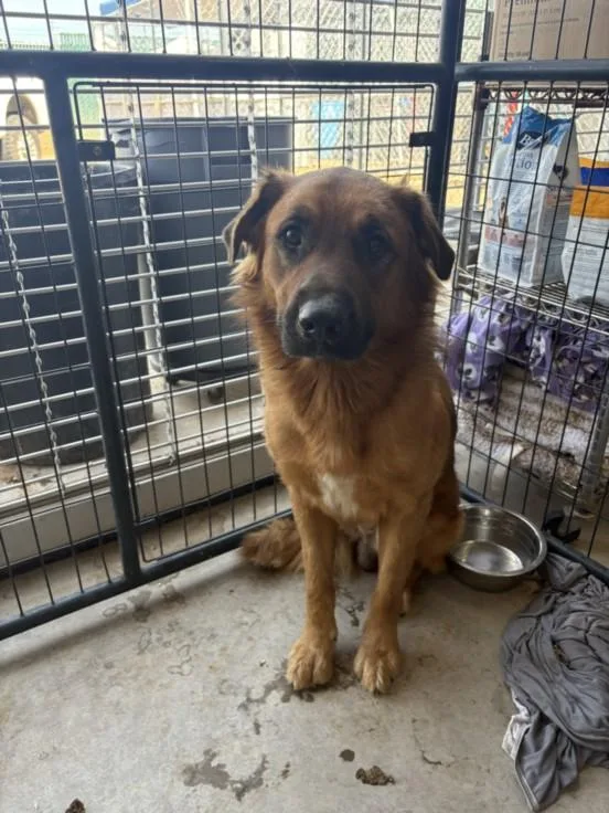 An adult large-sized male German Shepherd Dog dog named Teddy for adoption in Olivehurst, CA