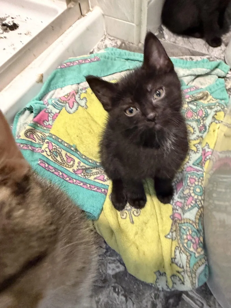 A baby medium-sized male Black Domestic Short Hair cat named Bunker for adoption in Wheaton, IL