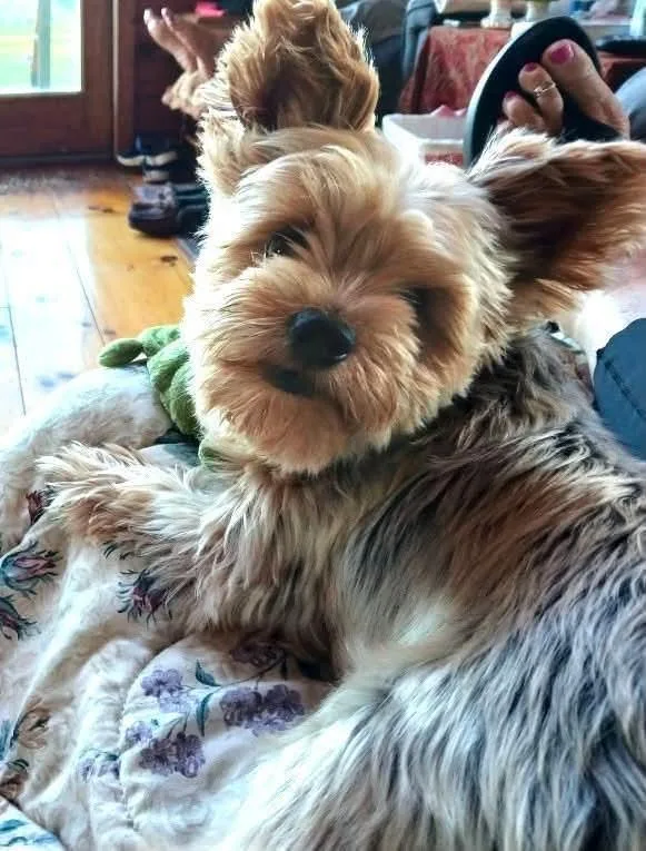 An adult small-sized male Yorkshire Terrier dog named Jasper for adoption in Randolph Center, VT