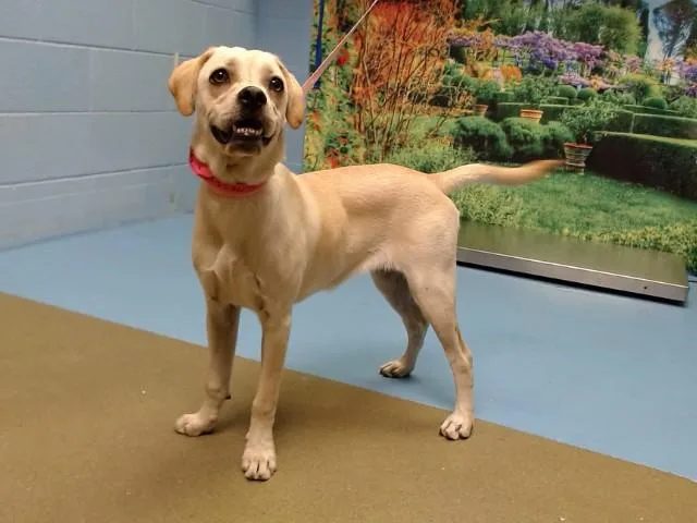 A young medium-sized female Pug dog named Rachel for adoption in Moreno Valley, CA