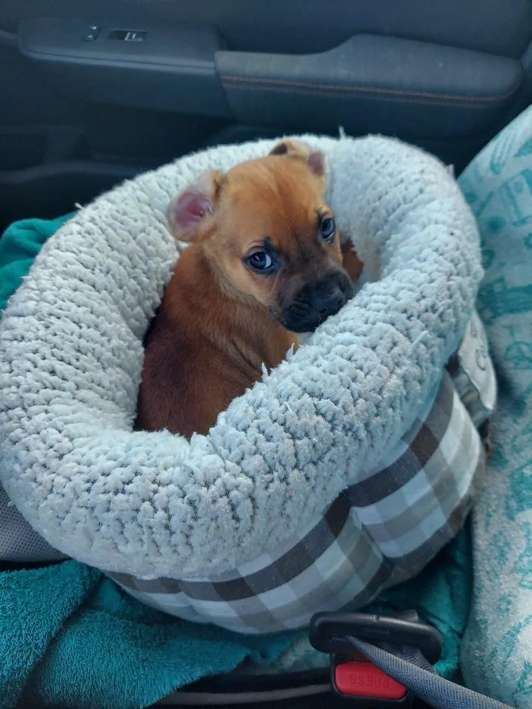 A baby medium-sized male Boxer dog named Chester for adoption in New Bern, NC