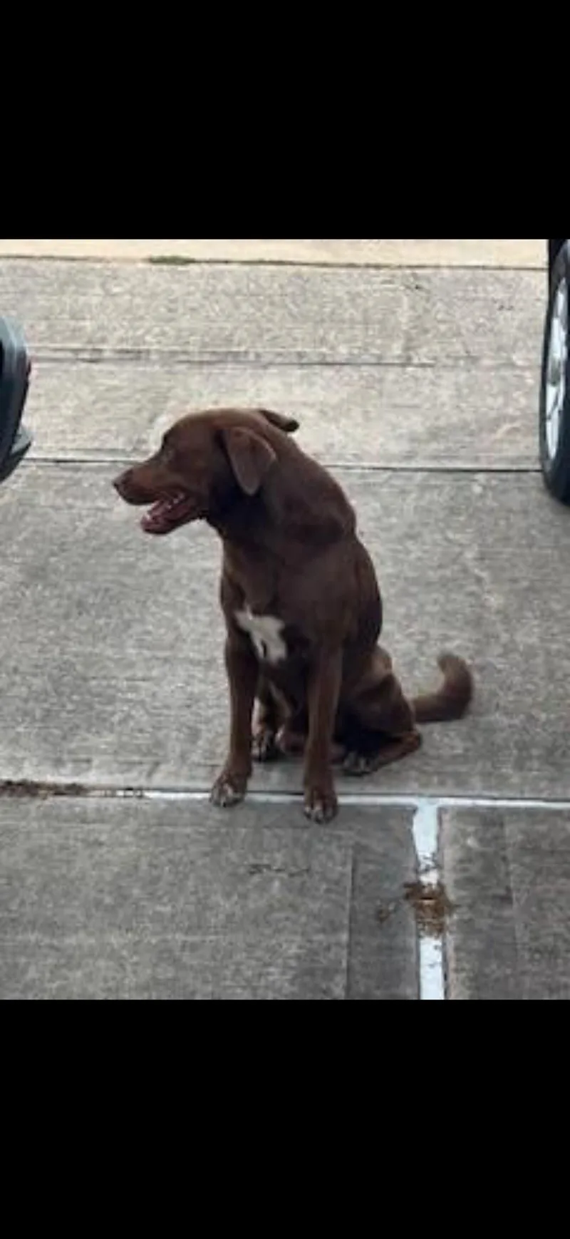 A young medium-sized male Chocolate Labrador Retriever dog named Chocolate for adoption in Houston, TX