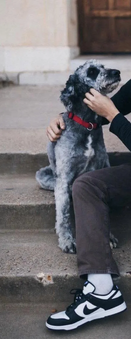 An adult medium-sized female Standard Poodle dog named Muddy for adoption in Grafton, WI