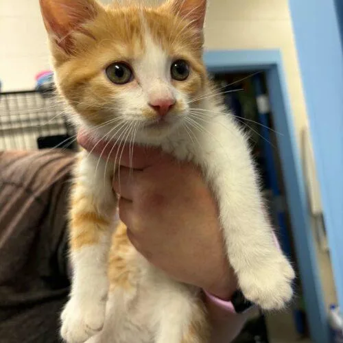 A baby small-sized female Domestic Short Hair cat named Aston Martin for adoption in Burlington, IA