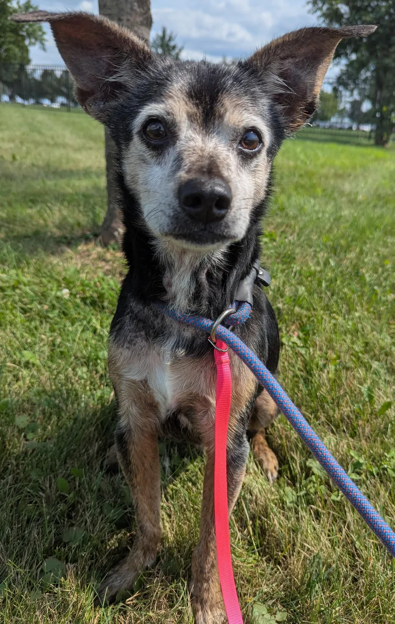 A senior small-sized male Black Terrier dog named Vito for adoption in Valparaiso, IN