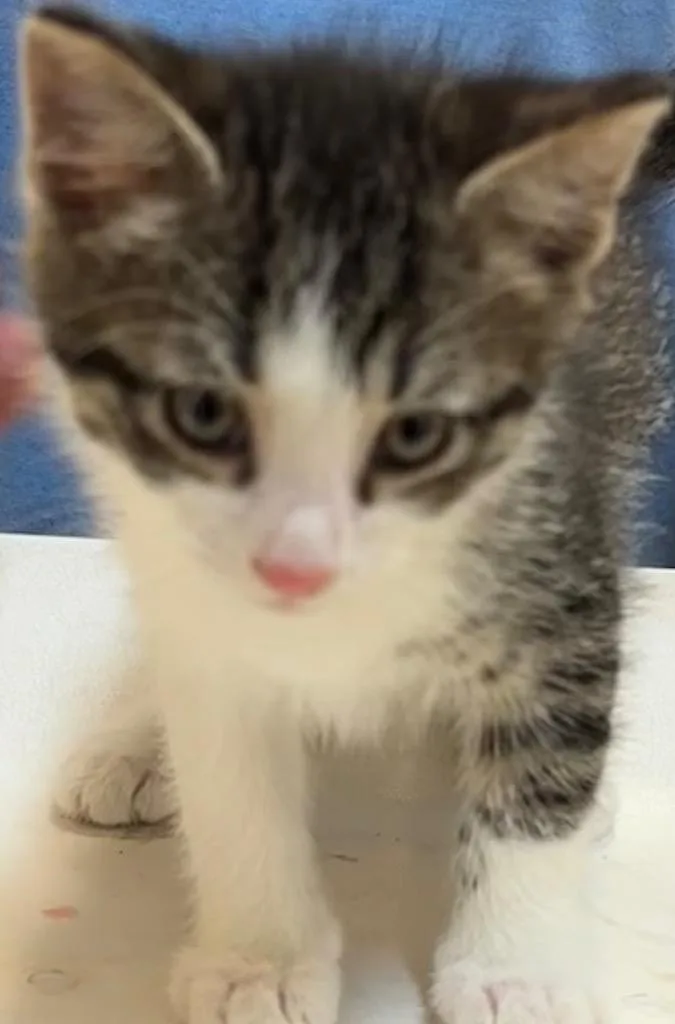 A baby small-sized male Domestic Short Hair cat named Arrow for adoption in Elizabethton, TN