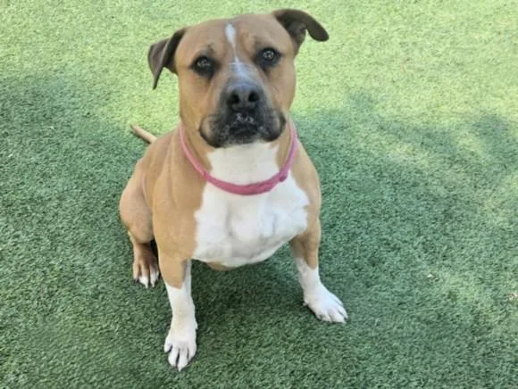 A young large-sized male Staffordshire Bull Terrier dog named Grizz for adoption in Van Nuys, CA