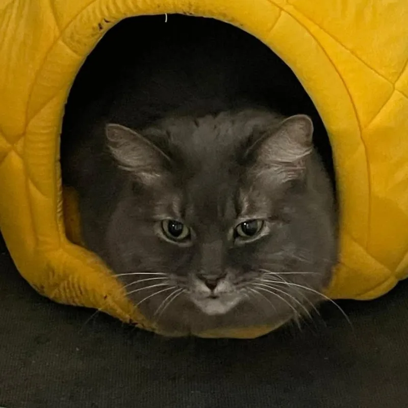 An adult medium-sized male Domestic Long Hair cat named Vernon for adoption in Grand Rapids, MI