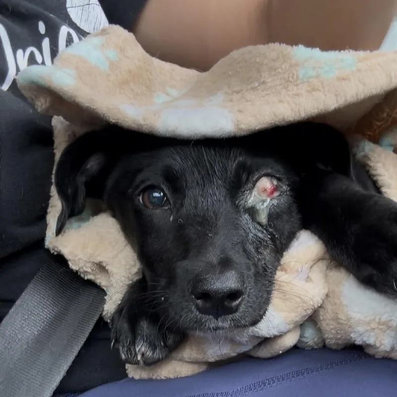 A baby small-sized female Black Mixed Breed dog named Sachi for adoption in San Juan, PR