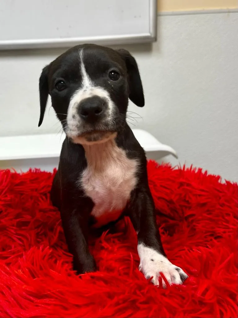 A baby large-sized female American Staffordshire Terrier dog named Magenta for adoption in Clinton, SC