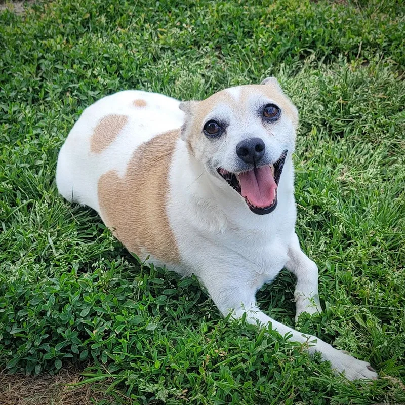 Petey
