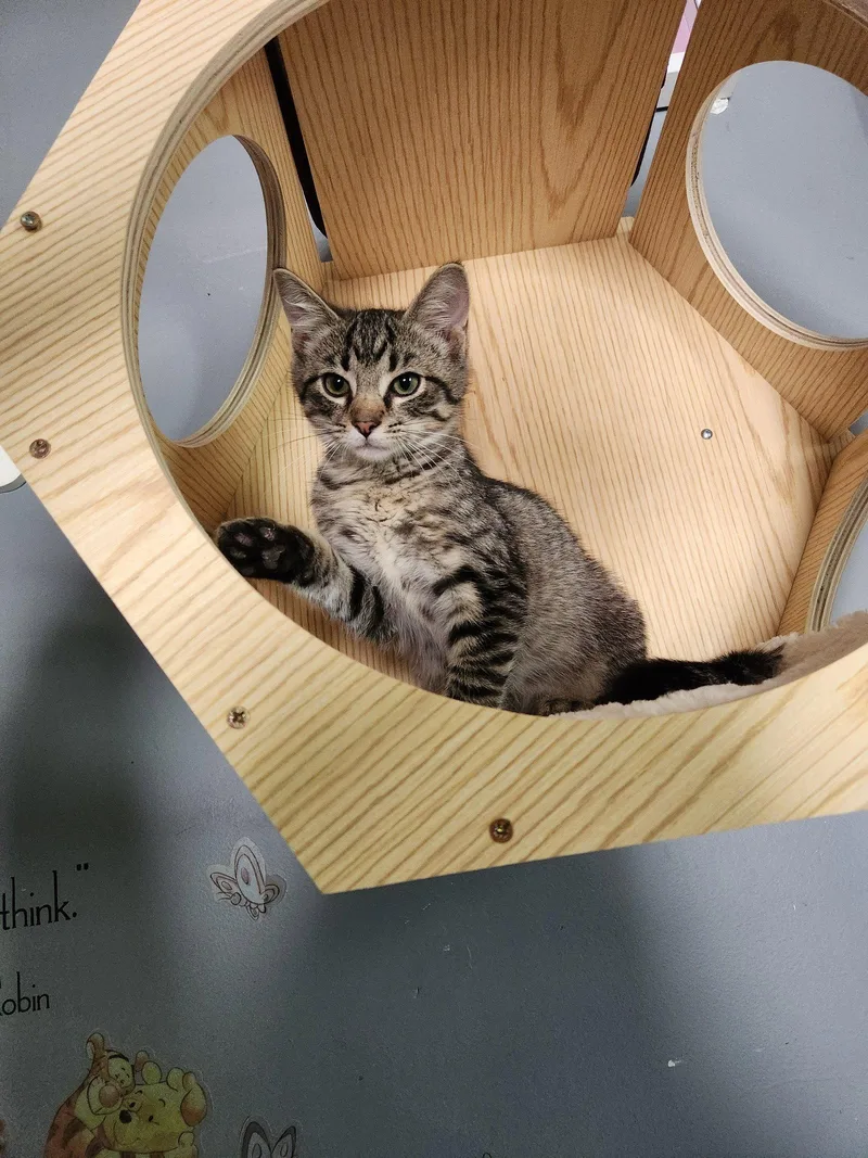 A baby medium-sized male Domestic Short Hair cat named Chip and Dale for adoption in Wheaton, IL