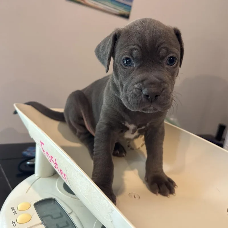 A baby small-sized female Gray / Blue / Silver Mixed Breed dog named Alexia for adoption in Columbus, GA
