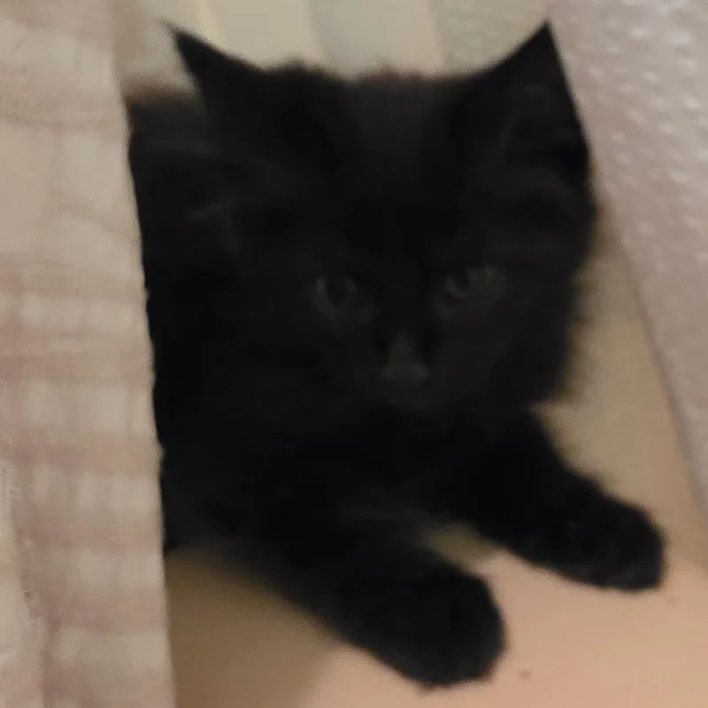 The Fluffinator thumbnail 2