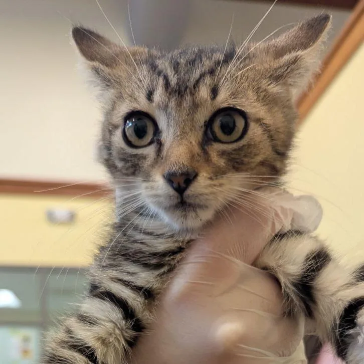 A baby small-sized female Brown / Chocolate Domestic Short Hair cat named Bell for adoption in Lynchburg, VA