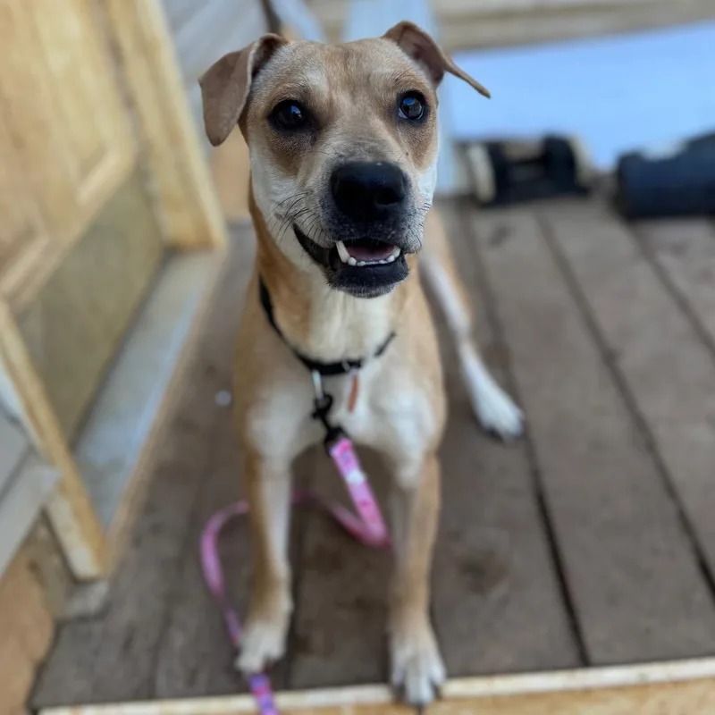 An adult medium-sized female Yellow / Tan / Blond / Fawn Mixed Breed dog named Seastar for adoption in Fredericksburg, VA
