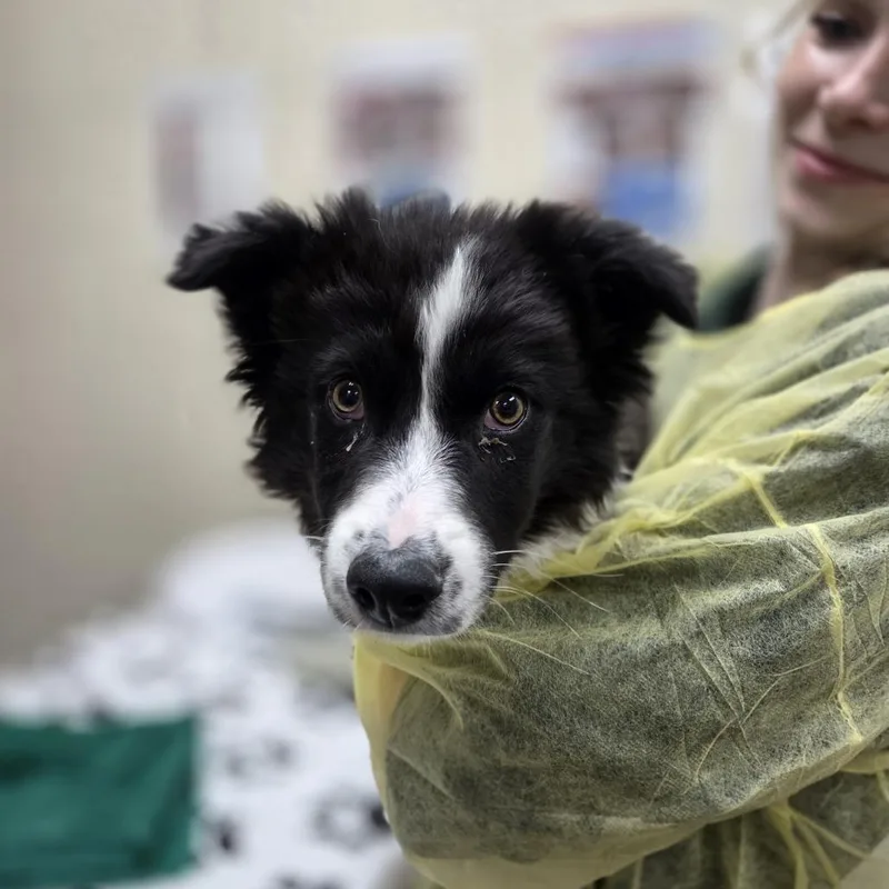A baby small-sized male Black Border Collie dog named Karoo for adoption in Incline Village, NV