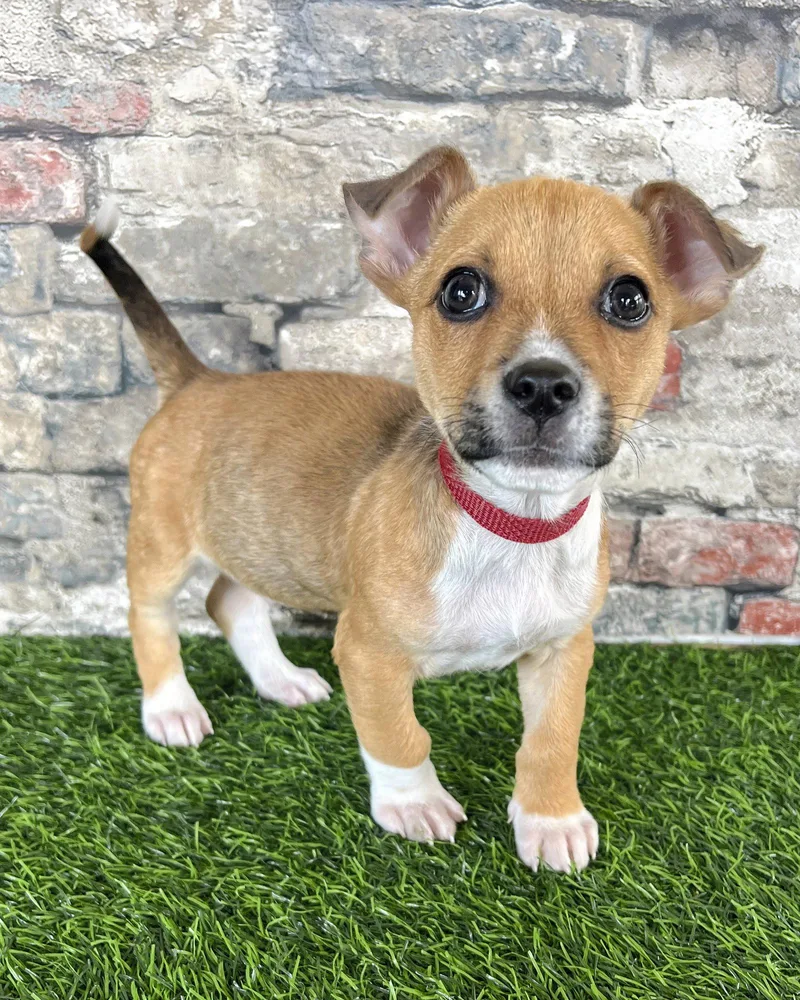 A baby small-sized male Chihuahua dog named Squee for adoption in Corona, CA