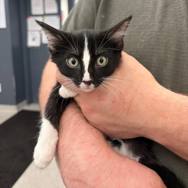 A baby extra large-sized female Black Domestic Short Hair cat named Sequoia for adoption in Normal, IL