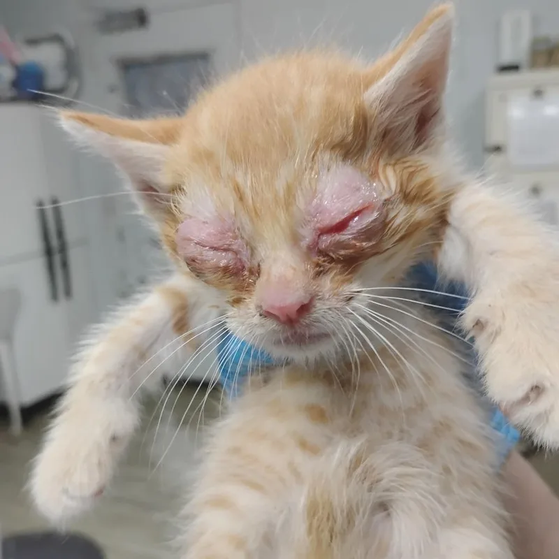 A baby small-sized male Orange / Red Domestic Short Hair cat named Warren for adoption in Summerville, SC