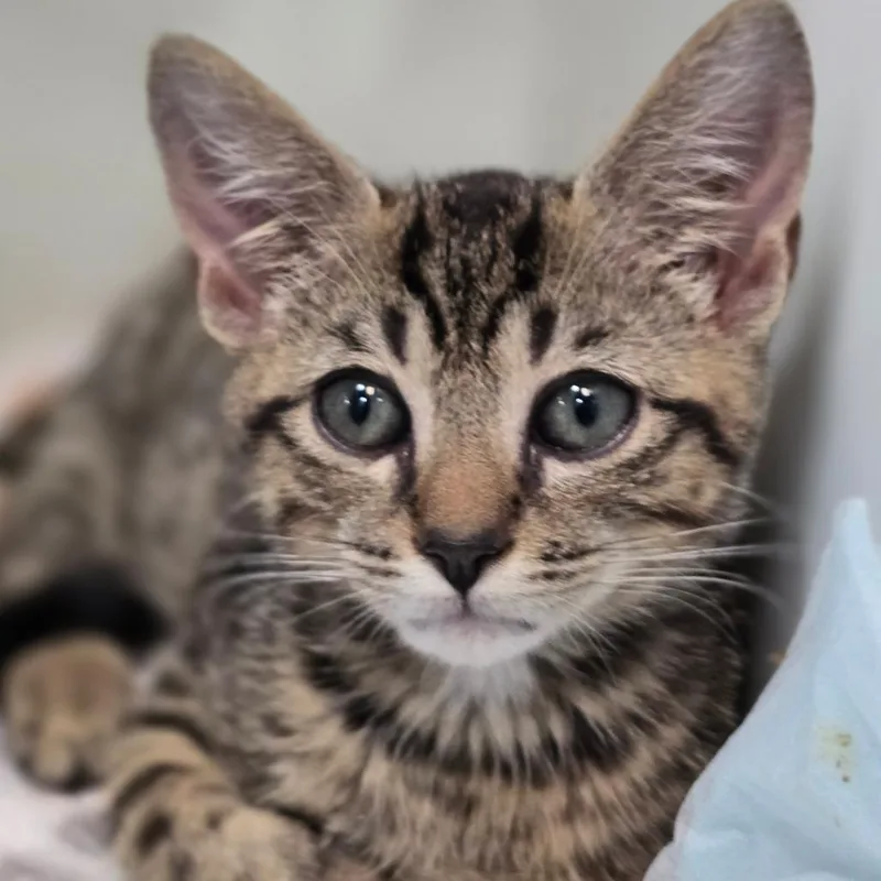 A baby small-sized male Brown / Chocolate Domestic Short Hair cat named Kobe for adoption in Elizabeth City, NC