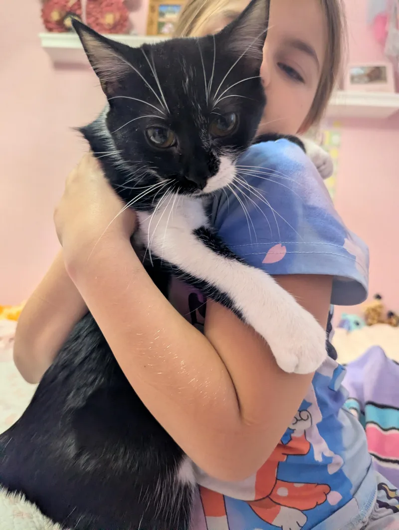 An adult medium-sized female Black & White / Tuxedo Domestic Short Hair cat named Cookies N Cream for adoption in Huntley, IL