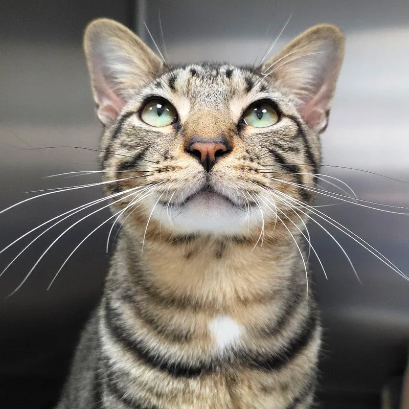A young medium-sized male Brown / Chocolate Domestic Short Hair cat named Wilmer for adoption in Michigan City, IN