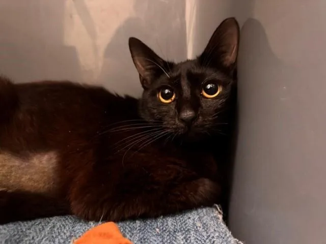 A young small-sized female Domestic Short Hair cat named Hershey for adoption in Fairfield, CA