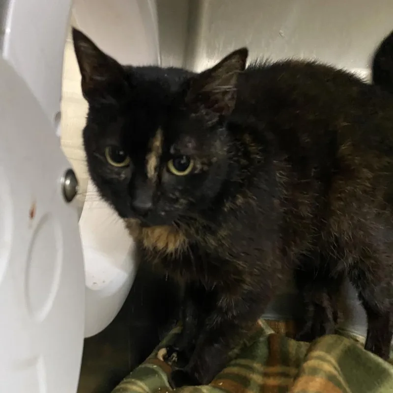 An adult medium-sized female Tortoiseshell Domestic Short Hair cat named TeeTee for adoption in Lakeland, FL