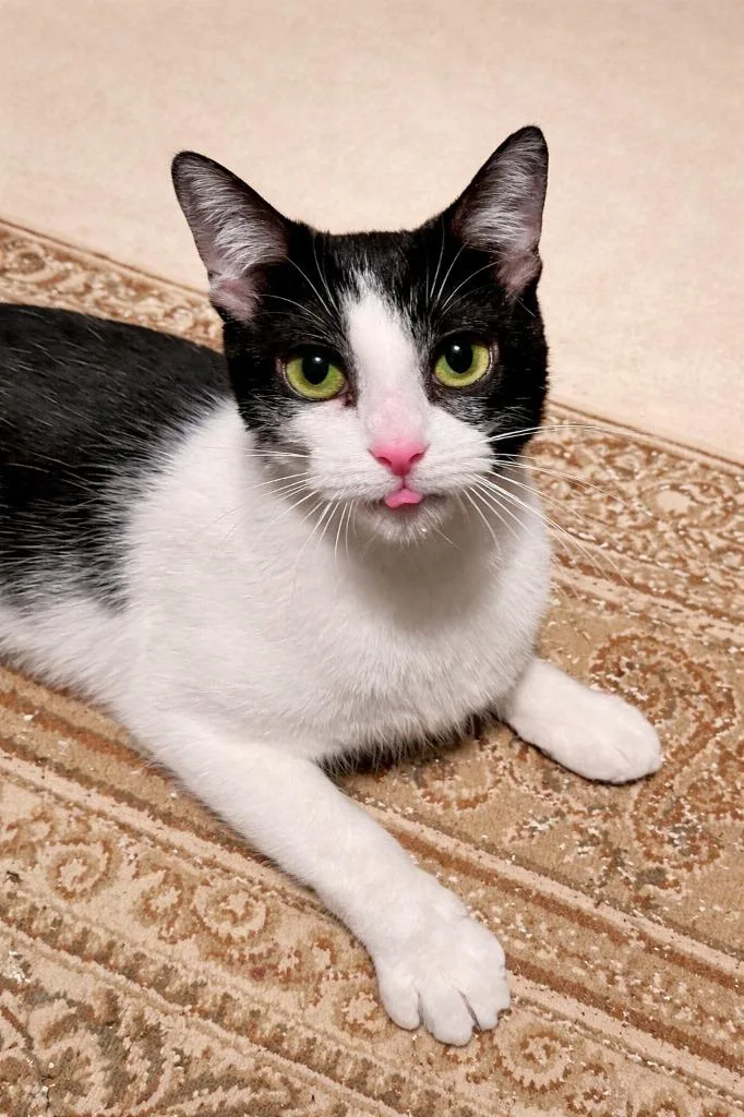 An adult medium-sized female Black & White / Tuxedo Domestic Short Hair cat named Koala for adoption in Pontiac, MI