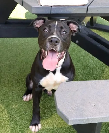 A young large-sized male Mixed Breed dog named TimTim for adoption in Athens, GA