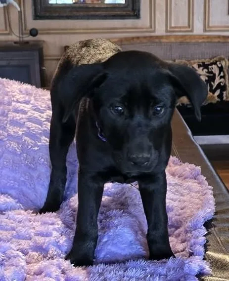 Flounder thumbnail 2