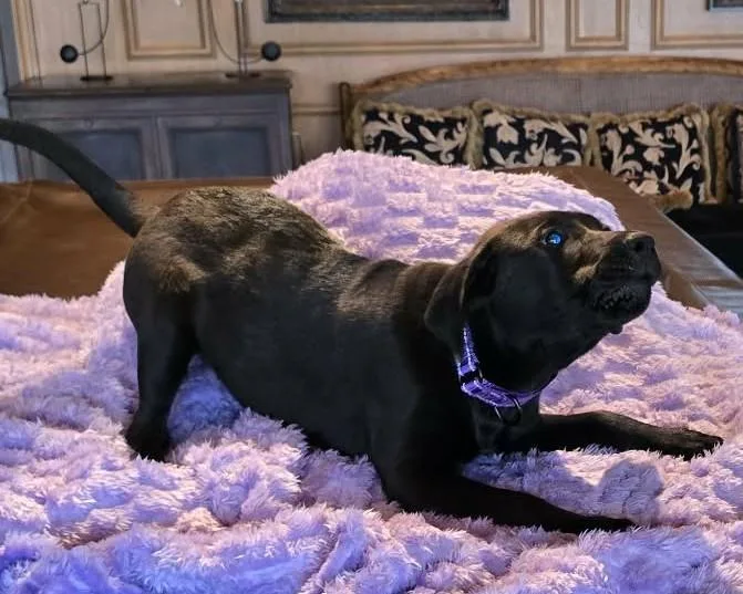 Flounder thumbnail 3