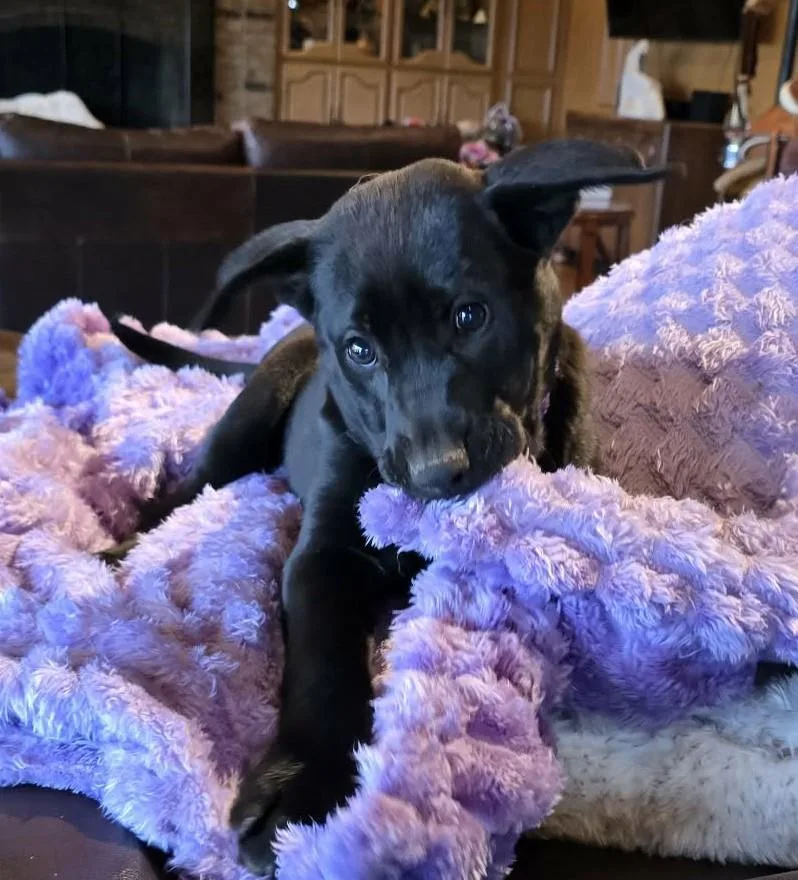 Flounder thumbnail 5